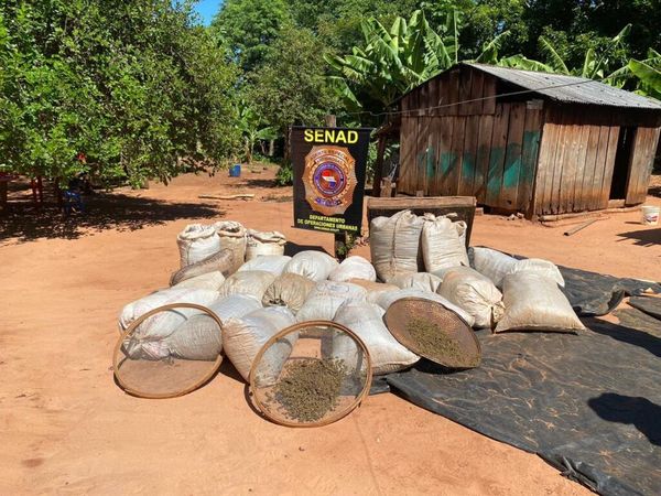 SENAD incauta más de 8 toneladas de marihuana en Maracaná