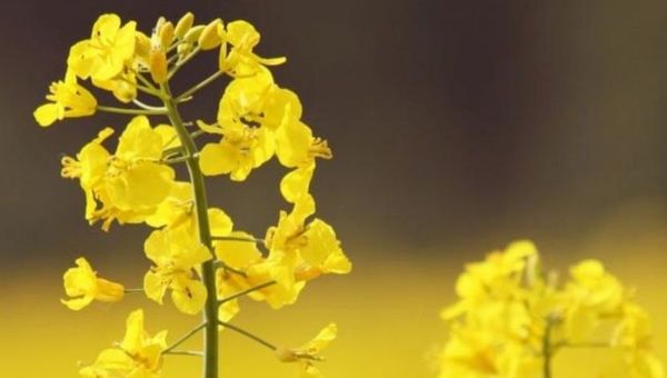 Canola paraguaya en alza: “Hubo buena producción y exportación en 2020, la demanda es alta”