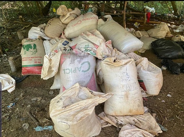 Incautan 8.500 kilos de marihuana en Canindeyú » Ñanduti