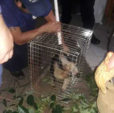 Rescatan un OSO HORMIGUERO