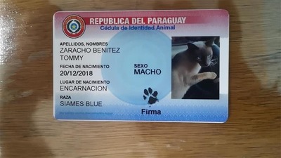 Mascotas podrán volver a tener cédula: Fiscalía revió insólita incautación