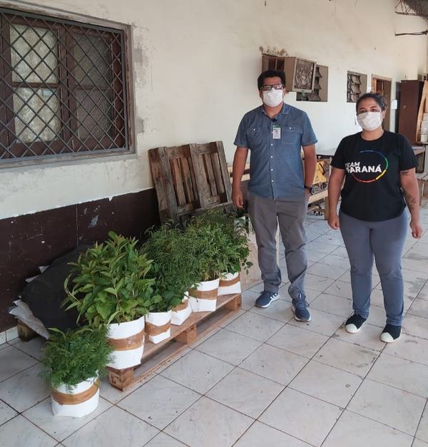 Plantarán 5.000 arbolitos en diversos distritos de Alto Paraná