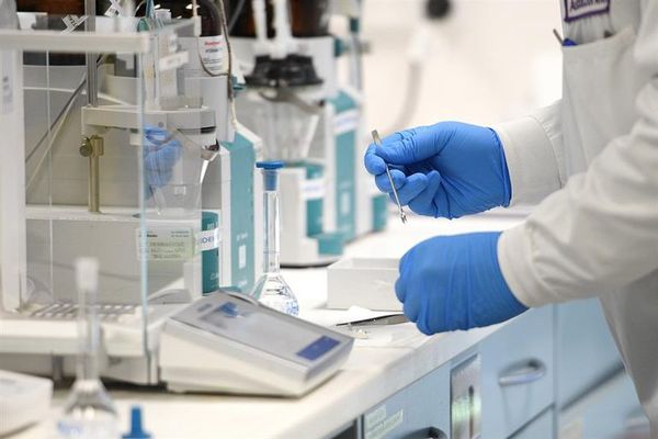 Estudio en macacos avala la validez de nueva vacuna contra la tuberculosis - Ciencia - ABC Color