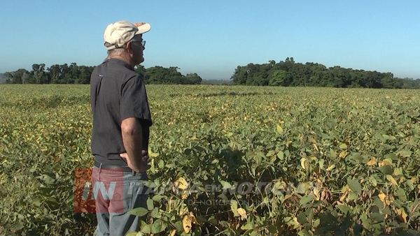 PRODUCTORES AGUARDAN MÁS LLUVIAS PARA SALVAR SUS CULTIVOS