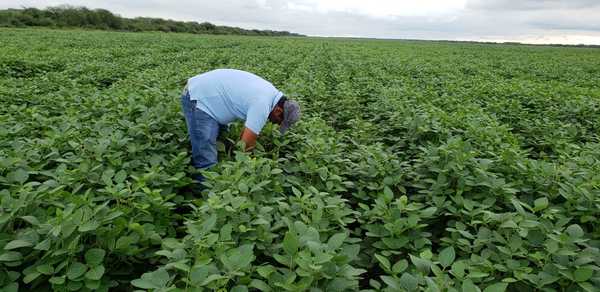 Buenos rindes de la soja dependen de la continuidad de las lluvias