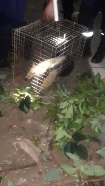Oso hormiguero es rescatado en Ciudad del Este