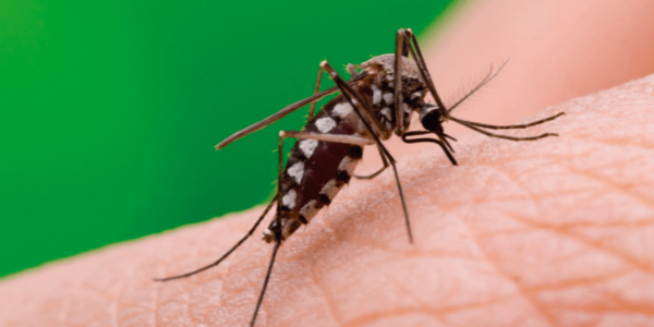 HOY / Mayor cantidad de notificaciones de casos de dengue se concentran en Asunción y Central