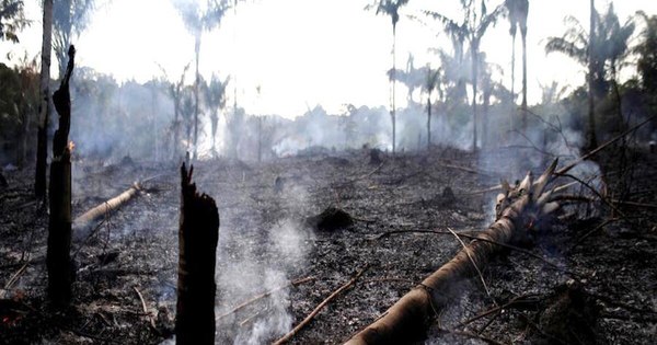 La Nación / Incendios forestales aumentaron en Brasil durante 2020
