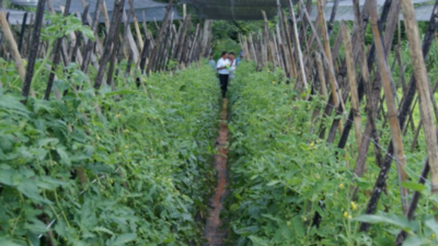 Crédito Agrícola proyecta asistencia a 100.000 productores durante el 2021