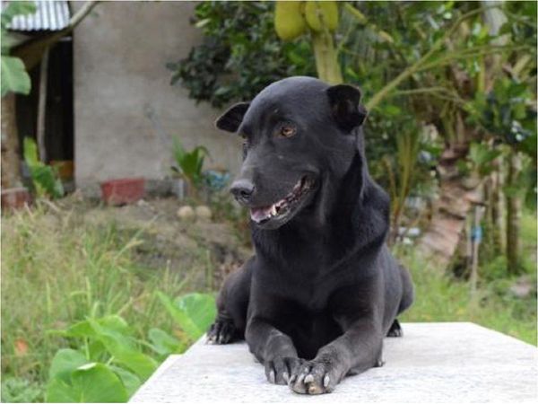 La historia de Mino, la perra que no abandona la tumba de un niño