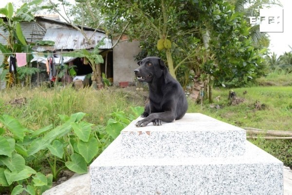 Mino, la perrita que lleva tres años cuidando la tumba de su dueño y conmueve a todos - Megacadena — Últimas Noticias de Paraguay