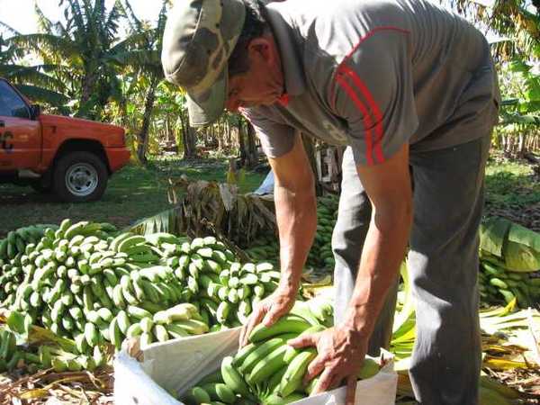 MAG invirtió G. 16.000 millones para dar asistencia técnica a 55.520 productores a nivel nacional | .::Agencia IP::.