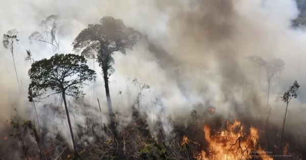 Incendios forestales aumentaron en Brasil durante 2020