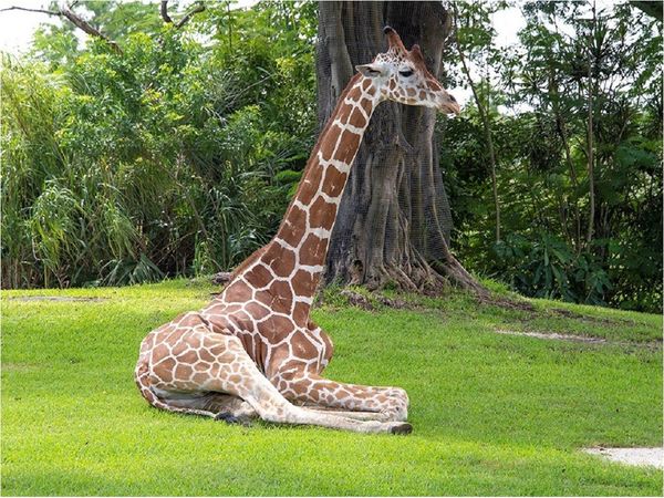 Zoológico aplica la eutanasia a una jirafa que no podía caminar