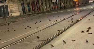 Aparecen en Roma cientos de pájaros muertos tras los festejos de Año Nuevo - C9N