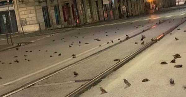 Aparecen en Roma cientos de pájaros muertos tras los festejos de Año Nuevo - C9N