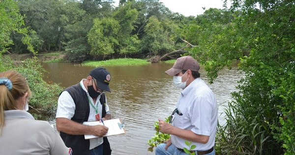 La Nación / Denuncian mortandad de peces en el arroyo Caañabé