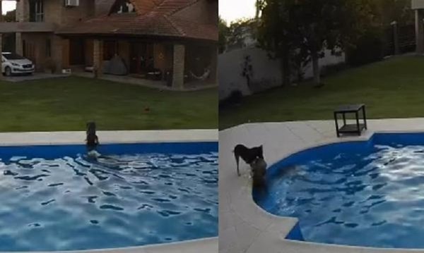 Conmovedor rescate: Perra salva a otra de morir ahogada | Noticias Paraguay
