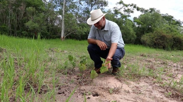 HOY / Brotan los primeros árboles nativos plantados en el Parque Guasu Metropolitano