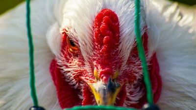 Gripe aviar: Sacrifican en India miles de aves de corral