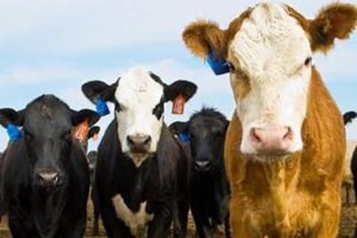 Exportaciones de carne sin éxito – Prensa 5