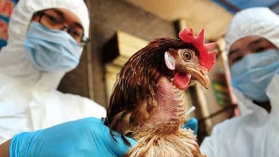 Brote de gripe aviar en Francia e India