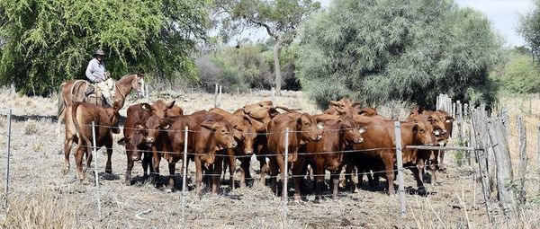 Precio de la carne vacuna podría bajar, anuncian - Nacionales - ABC Color