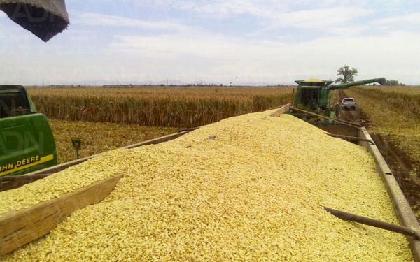 Campo argentino anunció paro de 72 horas en rechazo al cierre de las exportaciones de maíz