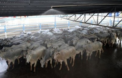 Precios que reciben productores no permitirían continuar con la actividad ganadera