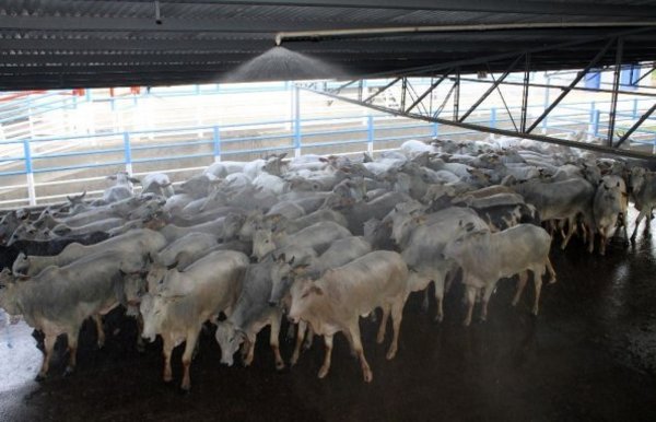 Precios que reciben productores no permitirían continuar con la actividad ganadera