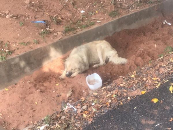 Perrito esperó más de 8 días frente al hospital a su dueña fallecida por coronavirus