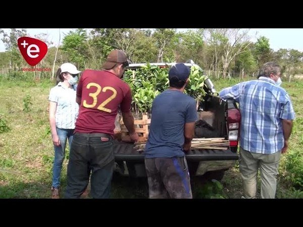 INGENIEROS AGRÓNOMOS IMPULSAN PLAN DE REFORESTACIÓN EN ITAPÚA