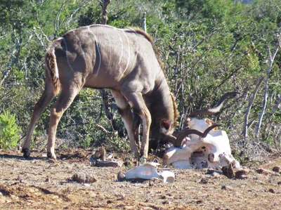 Un antílope 'se bate en duelo' con un cráneo de elefante y acaba enredado » Ñanduti