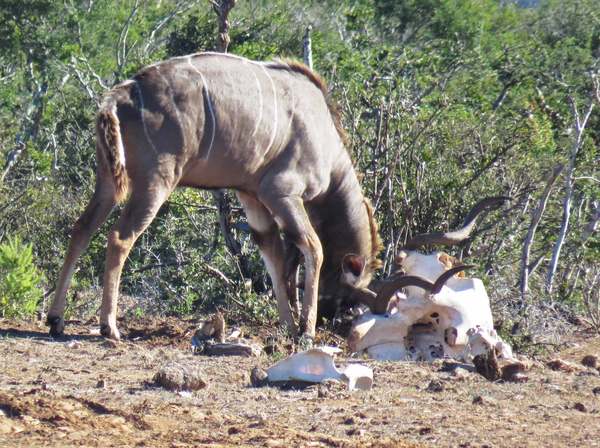 Un antílope 'se bate en duelo' con un cráneo de elefante y acaba enredado » Ñanduti