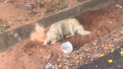 PERRITO ESPERÓ MÁS DE 8 DÍAS FRENTE AL HOSPITAL A SU DUEÑA FALLECIDA POR CORONAVIRUS