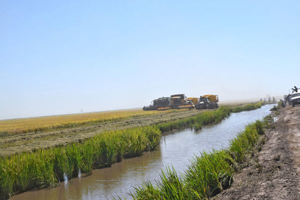 Sancor Seguros innova en soluciones para el sector agropecuario y forestal