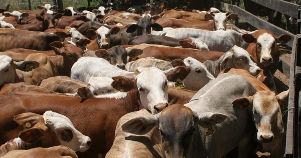 La Nación / Taiwán habilita el mercado para cortes de menudencia bovina paraguaya