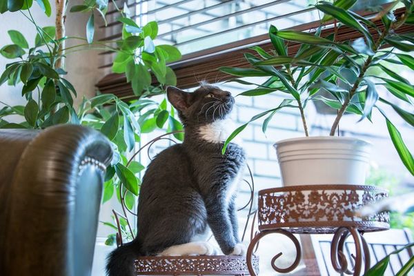 Consejos útiles para proteger a sus plantas de los gatos - Mascotas - ABC Color
