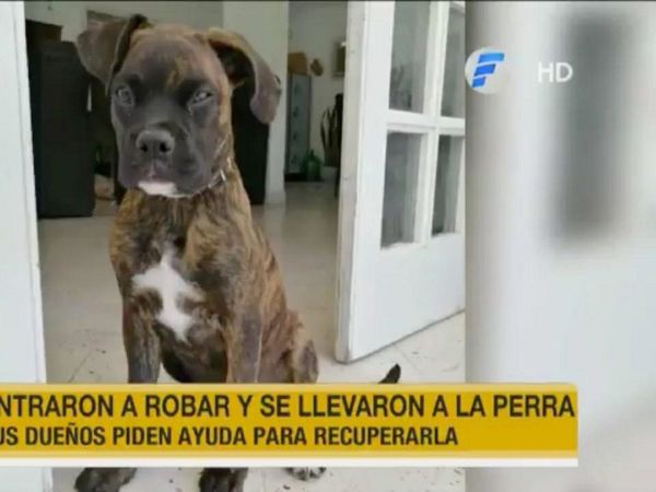 Delincuentes entraron a robar una casa y se llevaron a la mascota