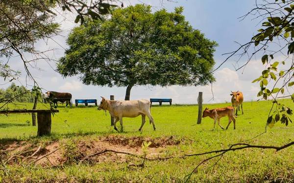 Tributación recuerda retención por la enajenación de ganado vacuno desde enero | .::Agencia IP::.