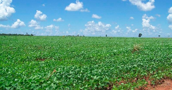 Racha alcista del precio de la soja anima a los productores de Alto Paraná
