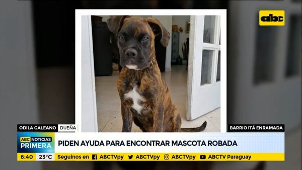 Piden ayuda para encontrar mascota robada en el barrio Itá Enramada - ABC Noticias - ABC Color