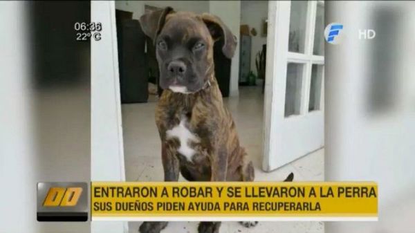 Delincuentes entraron a robar una casa y se llevaron a la mascota familiar