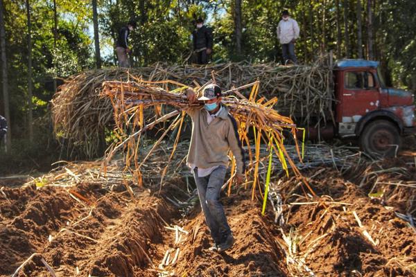 Planta de Troche cerró una zafra histórica con 400.000 toneladas molidas de caña | .::Agencia IP::.