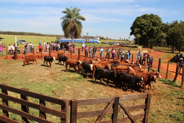 Retención por la enajenación de ganado vacuno arrancó en enero