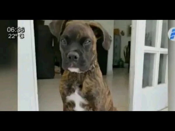 DELINCUENTES ENTRARON A ROBAR UNA CASA Y SE LLEVARON A LA MASCOTA FAMILIAR