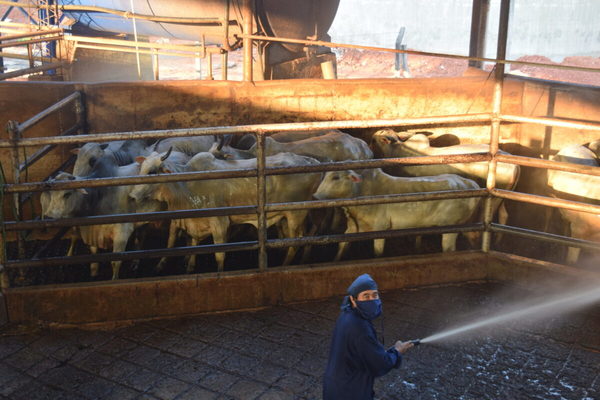 Industrial prevé que el precio del ganado se mantenga en US$ 2,80 el kilo al gancho