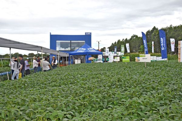 Propuestas de BASF para manejo de enfermedades y plagas