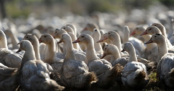 La Nación / Preocupación en Francia por “aumento galopante” de gripe aviar