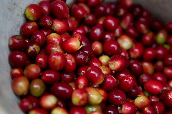 Honduras busca 350.000 personas para recoger café en el período más productivo - MarketData